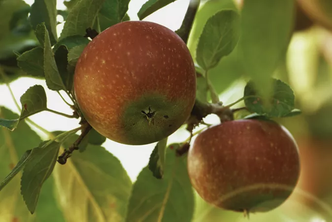 Core benefits of DTX help apple growers improve cooling system reliability