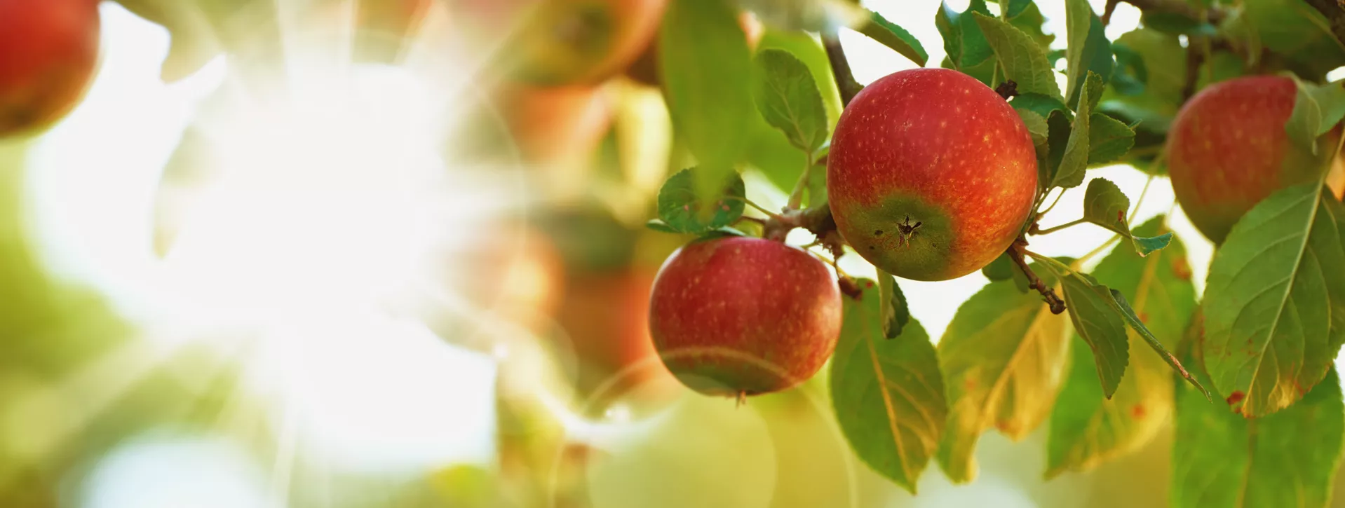 Core benefits of DTX help apple grower improve cooling system reliability